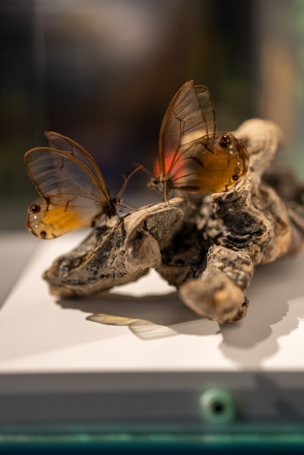 Two butterflies with translucent wings perched on a piece of bark in a display case.